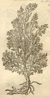 An illustration from Remberti Dodonaei ... Stirpium historiae pemptades sex, sive libri XXX. (1583)
