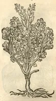 An illustration from Remberti Dodonaei ... Stirpium historiae pemptades sex, sive libri XXX. (1583)