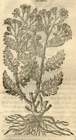 Picture 39 of 49 from Remberti Dodonaei ... Stirpium historiae pemptades sex, sive libri XXX. (1583), leaf 652