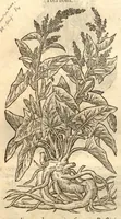 An illustration from Remberti Dodonaei ... Stirpium historiae pemptades sex, sive libri XXX. (1583)