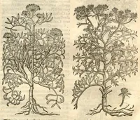 Picture 41 of 49 from Remberti Dodonaei ... Stirpium historiae pemptades sex, sive libri XXX. (1583), leaf 714
