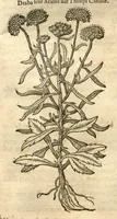Picture 42 of 49 from Remberti Dodonaei ... Stirpium historiae pemptades sex, sive libri XXX. (1583), leaf 722