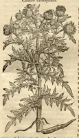 Picture 43 of 49 from Remberti Dodonaei ... Stirpium historiae pemptades sex, sive libri XXX. (1583), leaf 732