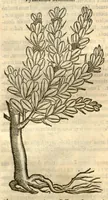 Picture 44 of 49 from Remberti Dodonaei ... Stirpium historiae pemptades sex, sive libri XXX. (1583), leaf 766