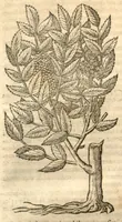 An illustration from Remberti Dodonaei ... Stirpium historiae pemptades sex, sive libri XXX. (1583)