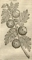 Picture 46 of 49 from Remberti Dodonaei ... Stirpium historiae pemptades sex, sive libri XXX. (1583), leaf 834