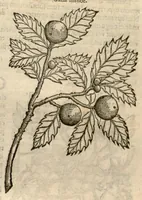 An illustration from Remberti Dodonaei ... Stirpium historiae pemptades sex, sive libri XXX. (1583)