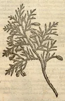 Picture 48 of 49 from Remberti Dodonaei ... Stirpium historiae pemptades sex, sive libri XXX. (1583), leaf 867