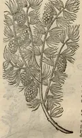 Picture 49 of 49 from Remberti Dodonaei ... Stirpium historiae pemptades sex, sive libri XXX. (1583), leaf 878
