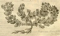 An illustration from Remberti Dodonaei ... Stirpium historiae pemptades sex, sive libri XXX. (1583)