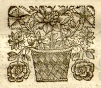 An illustration from Dionysii Ioncquet ... Hortus, sive, Index onomasticus plantarum : quas excolebat Parisiis annis 1658. & 1659. Accessit ad calcem, Stirpium aliquot paulo obscurius denominatarum officinis, Arabibus, aliis / per Casparum Bauhinum explicatio. (1659)