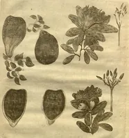 An illustration from A true & exact history of the island of Barbadoes : illustrated with a map of the island, as also the principal trees and plants there, set forth in their due proportions and shapes, drawn out by their several and respective scales. Together with the ingenio that makes the sugar, with the plots of the several houses, rooms, and other places, that are used in the whole process of sugar-making ... All cut in copper / by Richard Ligon, gent. (1673)