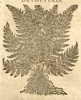 Picture 40 of 43 from Petri Andreae Matthioli ... Opera quae extant omnia, hoc est, Commentarii in VI. libros Pedacii Dioscoridis Anazarbei De medica materia : ... Adiectis in margine variis Graeci textus lectionibus, ex antiquissimus codicibus desumptis, qui Dioscorides depravatam lectionem restituunt / nunc à Casparo Bauhino ... Post diversarum editionum collationem infinitis locis aucti Synonymiis quoque plantarum et notis illustrate. Adjectis plantarum iconibus, supra priores editiones plus quam trecentis (quarum quamphurimae nunc primùm describuntur ad vivum delineatis. De ratione distillandi aquas ex omnibus plantis: et quomodo genuini odores in ipsis aquis conservari possint. Item, Apologia in Amatum Lusitanum, cum censura in ejusdem Enarrationes. Epistolarum medicinalium libri quinque. Dialogus de Morbo Gallico. Cum locupletissimis indicibus, tum ad rem herbarium, tum medicamentarium pertinentibus ... (1598), leaf 1004