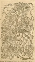 An illustration from Petri Andreae Matthioli ... Opera quae extant omnia, hoc est, Commentarii in VI. libros Pedacii Dioscoridis Anazarbei De medica materia : ... Adiectis in margine variis Graeci textus lectionibus, ex antiquissimus codicibus desumptis, qui Dioscorides depravatam lectionem restituunt / nunc à Casparo Bauhino ... Post diversarum editionum collationem infinitis locis aucti Synonymiis quoque plantarum et notis illustrate. Adjectis plantarum iconibus, supra priores editiones plus quam trecentis (quarum quamphurimae nunc primùm describuntur ad vivum delineatis. De ratione distillandi aquas ex omnibus plantis: et quomodo genuini odores in ipsis aquis conservari possint. Item, Apologia in Amatum Lusitanum, cum censura in ejusdem Enarrationes. Epistolarum medicinalium libri quinque. Dialogus de Morbo Gallico. Cum locupletissimis indicibus, tum ad rem herbarium, tum medicamentarium pertinentibus ... (1598)