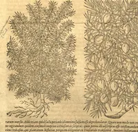 Picture 2 of 43 from Petri Andreae Matthioli ... Opera quae extant omnia, hoc est, Commentarii in VI. libros Pedacii Dioscoridis Anazarbei De medica materia : ... Adiectis in margine variis Graeci textus lectionibus, ex antiquissimus codicibus desumptis, qui Dioscorides depravatam lectionem restituunt / nunc à Casparo Bauhino ... Post diversarum editionum collationem infinitis locis aucti Synonymiis quoque plantarum et notis illustrate. Adjectis plantarum iconibus, supra priores editiones plus quam trecentis (quarum quamphurimae nunc primùm describuntur ad vivum delineatis. De ratione distillandi aquas ex omnibus plantis: et quomodo genuini odores in ipsis aquis conservari possint. Item, Apologia in Amatum Lusitanum, cum censura in ejusdem Enarrationes. Epistolarum medicinalium libri quinque. Dialogus de Morbo Gallico. Cum locupletissimis indicibus, tum ad rem herbarium, tum medicamentarium pertinentibus ... (1598), leaf 234