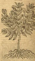 An illustration from Petri Andreae Matthioli ... Opera quae extant omnia, hoc est, Commentarii in VI. libros Pedacii Dioscoridis Anazarbei De medica materia : ... Adiectis in margine variis Graeci textus lectionibus, ex antiquissimus codicibus desumptis, qui Dioscorides depravatam lectionem restituunt / nunc à Casparo Bauhino ... Post diversarum editionum collationem infinitis locis aucti Synonymiis quoque plantarum et notis illustrate. Adjectis plantarum iconibus, supra priores editiones plus quam trecentis (quarum quamphurimae nunc primùm describuntur ad vivum delineatis. De ratione distillandi aquas ex omnibus plantis: et quomodo genuini odores in ipsis aquis conservari possint. Item, Apologia in Amatum Lusitanum, cum censura in ejusdem Enarrationes. Epistolarum medicinalium libri quinque. Dialogus de Morbo Gallico. Cum locupletissimis indicibus, tum ad rem herbarium, tum medicamentarium pertinentibus ... (1598)