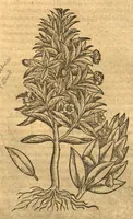 An illustration from Petri Andreae Matthioli ... Opera quae extant omnia, hoc est, Commentarii in VI. libros Pedacii Dioscoridis Anazarbei De medica materia : ... Adiectis in margine variis Graeci textus lectionibus, ex antiquissimus codicibus desumptis, qui Dioscorides depravatam lectionem restituunt / nunc à Casparo Bauhino ... Post diversarum editionum collationem infinitis locis aucti Synonymiis quoque plantarum et notis illustrate. Adjectis plantarum iconibus, supra priores editiones plus quam trecentis (quarum quamphurimae nunc primùm describuntur ad vivum delineatis. De ratione distillandi aquas ex omnibus plantis: et quomodo genuini odores in ipsis aquis conservari possint. Item, Apologia in Amatum Lusitanum, cum censura in ejusdem Enarrationes. Epistolarum medicinalium libri quinque. Dialogus de Morbo Gallico. Cum locupletissimis indicibus, tum ad rem herbarium, tum medicamentarium pertinentibus ... (1598)
