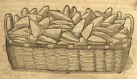 Picture 5 of 43 from Petri Andreae Matthioli ... Opera quae extant omnia, hoc est, Commentarii in VI. libros Pedacii Dioscoridis Anazarbei De medica materia : ... Adiectis in margine variis Graeci textus lectionibus, ex antiquissimus codicibus desumptis, qui Dioscorides depravatam lectionem restituunt / nunc à Casparo Bauhino ... Post diversarum editionum collationem infinitis locis aucti Synonymiis quoque plantarum et notis illustrate. Adjectis plantarum iconibus, supra priores editiones plus quam trecentis (quarum quamphurimae nunc primùm describuntur ad vivum delineatis. De ratione distillandi aquas ex omnibus plantis: et quomodo genuini odores in ipsis aquis conservari possint. Item, Apologia in Amatum Lusitanum, cum censura in ejusdem Enarrationes. Epistolarum medicinalium libri quinque. Dialogus de Morbo Gallico. Cum locupletissimis indicibus, tum ad rem herbarium, tum medicamentarium pertinentibus ... (1598), leaf 361