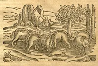 An illustration from Petri Andreae Matthioli ... Opera quae extant omnia, hoc est, Commentarii in VI. libros Pedacii Dioscoridis Anazarbei De medica materia : ... Adiectis in margine variis Graeci textus lectionibus, ex antiquissimus codicibus desumptis, qui Dioscorides depravatam lectionem restituunt / nunc à Casparo Bauhino ... Post diversarum editionum collationem infinitis locis aucti Synonymiis quoque plantarum et notis illustrate. Adjectis plantarum iconibus, supra priores editiones plus quam trecentis (quarum quamphurimae nunc primùm describuntur ad vivum delineatis. De ratione distillandi aquas ex omnibus plantis: et quomodo genuini odores in ipsis aquis conservari possint. Item, Apologia in Amatum Lusitanum, cum censura in ejusdem Enarrationes. Epistolarum medicinalium libri quinque. Dialogus de Morbo Gallico. Cum locupletissimis indicibus, tum ad rem herbarium, tum medicamentarium pertinentibus ... (1598)