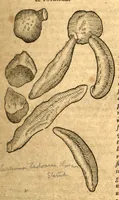 An illustration from Petri Andreae Matthioli ... Opera quae extant omnia, hoc est, Commentarii in VI. libros Pedacii Dioscoridis Anazarbei De medica materia : ... Adiectis in margine variis Graeci textus lectionibus, ex antiquissimus codicibus desumptis, qui Dioscorides depravatam lectionem restituunt / nunc à Casparo Bauhino ... Post diversarum editionum collationem infinitis locis aucti Synonymiis quoque plantarum et notis illustrate. Adjectis plantarum iconibus, supra priores editiones plus quam trecentis (quarum quamphurimae nunc primùm describuntur ad vivum delineatis. De ratione distillandi aquas ex omnibus plantis: et quomodo genuini odores in ipsis aquis conservari possint. Item, Apologia in Amatum Lusitanum, cum censura in ejusdem Enarrationes. Epistolarum medicinalium libri quinque. Dialogus de Morbo Gallico. Cum locupletissimis indicibus, tum ad rem herbarium, tum medicamentarium pertinentibus ... (1598)