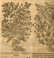 An illustration from Petri Andreae Matthioli ... Opera quae extant omnia, hoc est, Commentarii in VI. libros Pedacii Dioscoridis Anazarbei De medica materia : ... Adiectis in margine variis Graeci textus lectionibus, ex antiquissimus codicibus desumptis, qui Dioscorides depravatam lectionem restituunt / nunc à Casparo Bauhino ... Post diversarum editionum collationem infinitis locis aucti Synonymiis quoque plantarum et notis illustrate. Adjectis plantarum iconibus, supra priores editiones plus quam trecentis (quarum quamphurimae nunc primùm describuntur ad vivum delineatis. De ratione distillandi aquas ex omnibus plantis: et quomodo genuini odores in ipsis aquis conservari possint. Item, Apologia in Amatum Lusitanum, cum censura in ejusdem Enarrationes. Epistolarum medicinalium libri quinque. Dialogus de Morbo Gallico. Cum locupletissimis indicibus, tum ad rem herbarium, tum medicamentarium pertinentibus ... (1598)