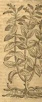 An illustration from Petri Andreae Matthioli ... Opera quae extant omnia, hoc est, Commentarii in VI. libros Pedacii Dioscoridis Anazarbei De medica materia : ... Adiectis in margine variis Graeci textus lectionibus, ex antiquissimus codicibus desumptis, qui Dioscorides depravatam lectionem restituunt / nunc à Casparo Bauhino ... Post diversarum editionum collationem infinitis locis aucti Synonymiis quoque plantarum et notis illustrate. Adjectis plantarum iconibus, supra priores editiones plus quam trecentis (quarum quamphurimae nunc primùm describuntur ad vivum delineatis. De ratione distillandi aquas ex omnibus plantis: et quomodo genuini odores in ipsis aquis conservari possint. Item, Apologia in Amatum Lusitanum, cum censura in ejusdem Enarrationes. Epistolarum medicinalium libri quinque. Dialogus de Morbo Gallico. Cum locupletissimis indicibus, tum ad rem herbarium, tum medicamentarium pertinentibus ... (1598)