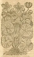 An illustration from Petri Andreae Matthioli ... Opera quae extant omnia, hoc est, Commentarii in VI. libros Pedacii Dioscoridis Anazarbei De medica materia : ... Adiectis in margine variis Graeci textus lectionibus, ex antiquissimus codicibus desumptis, qui Dioscorides depravatam lectionem restituunt / nunc à Casparo Bauhino ... Post diversarum editionum collationem infinitis locis aucti Synonymiis quoque plantarum et notis illustrate. Adjectis plantarum iconibus, supra priores editiones plus quam trecentis (quarum quamphurimae nunc primùm describuntur ad vivum delineatis. De ratione distillandi aquas ex omnibus plantis: et quomodo genuini odores in ipsis aquis conservari possint. Item, Apologia in Amatum Lusitanum, cum censura in ejusdem Enarrationes. Epistolarum medicinalium libri quinque. Dialogus de Morbo Gallico. Cum locupletissimis indicibus, tum ad rem herbarium, tum medicamentarium pertinentibus ... (1598)