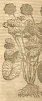 Picture 12 of 43 from Petri Andreae Matthioli ... Opera quae extant omnia, hoc est, Commentarii in VI. libros Pedacii Dioscoridis Anazarbei De medica materia : ... Adiectis in margine variis Graeci textus lectionibus, ex antiquissimus codicibus desumptis, qui Dioscorides depravatam lectionem restituunt / nunc à Casparo Bauhino ... Post diversarum editionum collationem infinitis locis aucti Synonymiis quoque plantarum et notis illustrate. Adjectis plantarum iconibus, supra priores editiones plus quam trecentis (quarum quamphurimae nunc primùm describuntur ad vivum delineatis. De ratione distillandi aquas ex omnibus plantis: et quomodo genuini odores in ipsis aquis conservari possint. Item, Apologia in Amatum Lusitanum, cum censura in ejusdem Enarrationes. Epistolarum medicinalium libri quinque. Dialogus de Morbo Gallico. Cum locupletissimis indicibus, tum ad rem herbarium, tum medicamentarium pertinentibus ... (1598), leaf 732