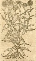 An illustration from Petri Andreae Matthioli ... Opera quae extant omnia, hoc est, Commentarii in VI. libros Pedacii Dioscoridis Anazarbei De medica materia : ... Adiectis in margine variis Graeci textus lectionibus, ex antiquissimus codicibus desumptis, qui Dioscorides depravatam lectionem restituunt / nunc à Casparo Bauhino ... Post diversarum editionum collationem infinitis locis aucti Synonymiis quoque plantarum et notis illustrate. Adjectis plantarum iconibus, supra priores editiones plus quam trecentis (quarum quamphurimae nunc primùm describuntur ad vivum delineatis. De ratione distillandi aquas ex omnibus plantis: et quomodo genuini odores in ipsis aquis conservari possint. Item, Apologia in Amatum Lusitanum, cum censura in ejusdem Enarrationes. Epistolarum medicinalium libri quinque. Dialogus de Morbo Gallico. Cum locupletissimis indicibus, tum ad rem herbarium, tum medicamentarium pertinentibus ... (1598)