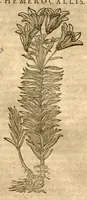 Picture 14 of 43 from Petri Andreae Matthioli ... Opera quae extant omnia, hoc est, Commentarii in VI. libros Pedacii Dioscoridis Anazarbei De medica materia : ... Adiectis in margine variis Graeci textus lectionibus, ex antiquissimus codicibus desumptis, qui Dioscorides depravatam lectionem restituunt / nunc à Casparo Bauhino ... Post diversarum editionum collationem infinitis locis aucti Synonymiis quoque plantarum et notis illustrate. Adjectis plantarum iconibus, supra priores editiones plus quam trecentis (quarum quamphurimae nunc primùm describuntur ad vivum delineatis. De ratione distillandi aquas ex omnibus plantis: et quomodo genuini odores in ipsis aquis conservari possint. Item, Apologia in Amatum Lusitanum, cum censura in ejusdem Enarrationes. Epistolarum medicinalium libri quinque. Dialogus de Morbo Gallico. Cum locupletissimis indicibus, tum ad rem herbarium, tum medicamentarium pertinentibus ... (1598), leaf 746