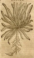 An illustration from Petri Andreae Matthioli ... Opera quae extant omnia, hoc est, Commentarii in VI. libros Pedacii Dioscoridis Anazarbei De medica materia : ... Adiectis in margine variis Graeci textus lectionibus, ex antiquissimus codicibus desumptis, qui Dioscorides depravatam lectionem restituunt / nunc à Casparo Bauhino ... Post diversarum editionum collationem infinitis locis aucti Synonymiis quoque plantarum et notis illustrate. Adjectis plantarum iconibus, supra priores editiones plus quam trecentis (quarum quamphurimae nunc primùm describuntur ad vivum delineatis. De ratione distillandi aquas ex omnibus plantis: et quomodo genuini odores in ipsis aquis conservari possint. Item, Apologia in Amatum Lusitanum, cum censura in ejusdem Enarrationes. Epistolarum medicinalium libri quinque. Dialogus de Morbo Gallico. Cum locupletissimis indicibus, tum ad rem herbarium, tum medicamentarium pertinentibus ... (1598)