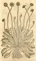 An illustration from Petri Andreae Matthioli ... Opera quae extant omnia, hoc est, Commentarii in VI. libros Pedacii Dioscoridis Anazarbei De medica materia : ... Adiectis in margine variis Graeci textus lectionibus, ex antiquissimus codicibus desumptis, qui Dioscorides depravatam lectionem restituunt / nunc à Casparo Bauhino ... Post diversarum editionum collationem infinitis locis aucti Synonymiis quoque plantarum et notis illustrate. Adjectis plantarum iconibus, supra priores editiones plus quam trecentis (quarum quamphurimae nunc primùm describuntur ad vivum delineatis. De ratione distillandi aquas ex omnibus plantis: et quomodo genuini odores in ipsis aquis conservari possint. Item, Apologia in Amatum Lusitanum, cum censura in ejusdem Enarrationes. Epistolarum medicinalium libri quinque. Dialogus de Morbo Gallico. Cum locupletissimis indicibus, tum ad rem herbarium, tum medicamentarium pertinentibus ... (1598)