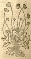 An illustration from Petri Andreae Matthioli ... Opera quae extant omnia, hoc est, Commentarii in VI. libros Pedacii Dioscoridis Anazarbei De medica materia : ... Adiectis in margine variis Graeci textus lectionibus, ex antiquissimus codicibus desumptis, qui Dioscorides depravatam lectionem restituunt / nunc à Casparo Bauhino ... Post diversarum editionum collationem infinitis locis aucti Synonymiis quoque plantarum et notis illustrate. Adjectis plantarum iconibus, supra priores editiones plus quam trecentis (quarum quamphurimae nunc primùm describuntur ad vivum delineatis. De ratione distillandi aquas ex omnibus plantis: et quomodo genuini odores in ipsis aquis conservari possint. Item, Apologia in Amatum Lusitanum, cum censura in ejusdem Enarrationes. Epistolarum medicinalium libri quinque. Dialogus de Morbo Gallico. Cum locupletissimis indicibus, tum ad rem herbarium, tum medicamentarium pertinentibus ... (1598)