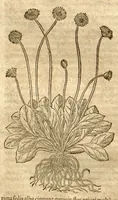 An illustration from Petri Andreae Matthioli ... Opera quae extant omnia, hoc est, Commentarii in VI. libros Pedacii Dioscoridis Anazarbei De medica materia : ... Adiectis in margine variis Graeci textus lectionibus, ex antiquissimus codicibus desumptis, qui Dioscorides depravatam lectionem restituunt / nunc à Casparo Bauhino ... Post diversarum editionum collationem infinitis locis aucti Synonymiis quoque plantarum et notis illustrate. Adjectis plantarum iconibus, supra priores editiones plus quam trecentis (quarum quamphurimae nunc primùm describuntur ad vivum delineatis. De ratione distillandi aquas ex omnibus plantis: et quomodo genuini odores in ipsis aquis conservari possint. Item, Apologia in Amatum Lusitanum, cum censura in ejusdem Enarrationes. Epistolarum medicinalium libri quinque. Dialogus de Morbo Gallico. Cum locupletissimis indicibus, tum ad rem herbarium, tum medicamentarium pertinentibus ... (1598)