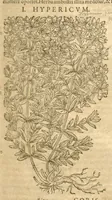 An illustration from Petri Andreae Matthioli ... Opera quae extant omnia, hoc est, Commentarii in VI. libros Pedacii Dioscoridis Anazarbei De medica materia : ... Adiectis in margine variis Graeci textus lectionibus, ex antiquissimus codicibus desumptis, qui Dioscorides depravatam lectionem restituunt / nunc à Casparo Bauhino ... Post diversarum editionum collationem infinitis locis aucti Synonymiis quoque plantarum et notis illustrate. Adjectis plantarum iconibus, supra priores editiones plus quam trecentis (quarum quamphurimae nunc primùm describuntur ad vivum delineatis. De ratione distillandi aquas ex omnibus plantis: et quomodo genuini odores in ipsis aquis conservari possint. Item, Apologia in Amatum Lusitanum, cum censura in ejusdem Enarrationes. Epistolarum medicinalium libri quinque. Dialogus de Morbo Gallico. Cum locupletissimis indicibus, tum ad rem herbarium, tum medicamentarium pertinentibus ... (1598)