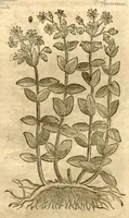 An illustration from Petri Andreae Matthioli ... Opera quae extant omnia, hoc est, Commentarii in VI. libros Pedacii Dioscoridis Anazarbei De medica materia : ... Adiectis in margine variis Graeci textus lectionibus, ex antiquissimus codicibus desumptis, qui Dioscorides depravatam lectionem restituunt / nunc à Casparo Bauhino ... Post diversarum editionum collationem infinitis locis aucti Synonymiis quoque plantarum et notis illustrate. Adjectis plantarum iconibus, supra priores editiones plus quam trecentis (quarum quamphurimae nunc primùm describuntur ad vivum delineatis. De ratione distillandi aquas ex omnibus plantis: et quomodo genuini odores in ipsis aquis conservari possint. Item, Apologia in Amatum Lusitanum, cum censura in ejusdem Enarrationes. Epistolarum medicinalium libri quinque. Dialogus de Morbo Gallico. Cum locupletissimis indicibus, tum ad rem herbarium, tum medicamentarium pertinentibus ... (1598)