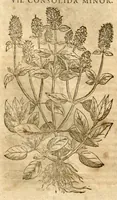 Picture 21 of 43 from Petri Andreae Matthioli ... Opera quae extant omnia, hoc est, Commentarii in VI. libros Pedacii Dioscoridis Anazarbei De medica materia : ... Adiectis in margine variis Graeci textus lectionibus, ex antiquissimus codicibus desumptis, qui Dioscorides depravatam lectionem restituunt / nunc à Casparo Bauhino ... Post diversarum editionum collationem infinitis locis aucti Synonymiis quoque plantarum et notis illustrate. Adjectis plantarum iconibus, supra priores editiones plus quam trecentis (quarum quamphurimae nunc primùm describuntur ad vivum delineatis. De ratione distillandi aquas ex omnibus plantis: et quomodo genuini odores in ipsis aquis conservari possint. Item, Apologia in Amatum Lusitanum, cum censura in ejusdem Enarrationes. Epistolarum medicinalium libri quinque. Dialogus de Morbo Gallico. Cum locupletissimis indicibus, tum ad rem herbarium, tum medicamentarium pertinentibus ... (1598), leaf 800