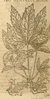 Picture 22 of 43 from Petri Andreae Matthioli ... Opera quae extant omnia, hoc est, Commentarii in VI. libros Pedacii Dioscoridis Anazarbei De medica materia : ... Adiectis in margine variis Graeci textus lectionibus, ex antiquissimus codicibus desumptis, qui Dioscorides depravatam lectionem restituunt / nunc à Casparo Bauhino ... Post diversarum editionum collationem infinitis locis aucti Synonymiis quoque plantarum et notis illustrate. Adjectis plantarum iconibus, supra priores editiones plus quam trecentis (quarum quamphurimae nunc primùm describuntur ad vivum delineatis. De ratione distillandi aquas ex omnibus plantis: et quomodo genuini odores in ipsis aquis conservari possint. Item, Apologia in Amatum Lusitanum, cum censura in ejusdem Enarrationes. Epistolarum medicinalium libri quinque. Dialogus de Morbo Gallico. Cum locupletissimis indicibus, tum ad rem herbarium, tum medicamentarium pertinentibus ... (1598), leaf 800