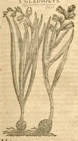 An illustration from Petri Andreae Matthioli ... Opera quae extant omnia, hoc est, Commentarii in VI. libros Pedacii Dioscoridis Anazarbei De medica materia : ... Adiectis in margine variis Graeci textus lectionibus, ex antiquissimus codicibus desumptis, qui Dioscorides depravatam lectionem restituunt / nunc à Casparo Bauhino ... Post diversarum editionum collationem infinitis locis aucti Synonymiis quoque plantarum et notis illustrate. Adjectis plantarum iconibus, supra priores editiones plus quam trecentis (quarum quamphurimae nunc primùm describuntur ad vivum delineatis. De ratione distillandi aquas ex omnibus plantis: et quomodo genuini odores in ipsis aquis conservari possint. Item, Apologia in Amatum Lusitanum, cum censura in ejusdem Enarrationes. Epistolarum medicinalium libri quinque. Dialogus de Morbo Gallico. Cum locupletissimis indicibus, tum ad rem herbarium, tum medicamentarium pertinentibus ... (1598)
