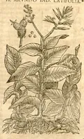 An illustration from Petri Andreae Matthioli ... Opera quae extant omnia, hoc est, Commentarii in VI. libros Pedacii Dioscoridis Anazarbei De medica materia : ... Adiectis in margine variis Graeci textus lectionibus, ex antiquissimus codicibus desumptis, qui Dioscorides depravatam lectionem restituunt / nunc à Casparo Bauhino ... Post diversarum editionum collationem infinitis locis aucti Synonymiis quoque plantarum et notis illustrate. Adjectis plantarum iconibus, supra priores editiones plus quam trecentis (quarum quamphurimae nunc primùm describuntur ad vivum delineatis. De ratione distillandi aquas ex omnibus plantis: et quomodo genuini odores in ipsis aquis conservari possint. Item, Apologia in Amatum Lusitanum, cum censura in ejusdem Enarrationes. Epistolarum medicinalium libri quinque. Dialogus de Morbo Gallico. Cum locupletissimis indicibus, tum ad rem herbarium, tum medicamentarium pertinentibus ... (1598)