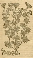 Picture 25 of 43 from Petri Andreae Matthioli ... Opera quae extant omnia, hoc est, Commentarii in VI. libros Pedacii Dioscoridis Anazarbei De medica materia : ... Adiectis in margine variis Graeci textus lectionibus, ex antiquissimus codicibus desumptis, qui Dioscorides depravatam lectionem restituunt / nunc à Casparo Bauhino ... Post diversarum editionum collationem infinitis locis aucti Synonymiis quoque plantarum et notis illustrate. Adjectis plantarum iconibus, supra priores editiones plus quam trecentis (quarum quamphurimae nunc primùm describuntur ad vivum delineatis. De ratione distillandi aquas ex omnibus plantis: et quomodo genuini odores in ipsis aquis conservari possint. Item, Apologia in Amatum Lusitanum, cum censura in ejusdem Enarrationes. Epistolarum medicinalium libri quinque. Dialogus de Morbo Gallico. Cum locupletissimis indicibus, tum ad rem herbarium, tum medicamentarium pertinentibus ... (1598), leaf 851