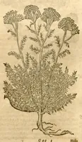 An illustration from Petri Andreae Matthioli ... Opera quae extant omnia, hoc est, Commentarii in VI. libros Pedacii Dioscoridis Anazarbei De medica materia : ... Adiectis in margine variis Graeci textus lectionibus, ex antiquissimus codicibus desumptis, qui Dioscorides depravatam lectionem restituunt / nunc à Casparo Bauhino ... Post diversarum editionum collationem infinitis locis aucti Synonymiis quoque plantarum et notis illustrate. Adjectis plantarum iconibus, supra priores editiones plus quam trecentis (quarum quamphurimae nunc primùm describuntur ad vivum delineatis. De ratione distillandi aquas ex omnibus plantis: et quomodo genuini odores in ipsis aquis conservari possint. Item, Apologia in Amatum Lusitanum, cum censura in ejusdem Enarrationes. Epistolarum medicinalium libri quinque. Dialogus de Morbo Gallico. Cum locupletissimis indicibus, tum ad rem herbarium, tum medicamentarium pertinentibus ... (1598)