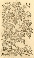 Picture 27 of 43 from Petri Andreae Matthioli ... Opera quae extant omnia, hoc est, Commentarii in VI. libros Pedacii Dioscoridis Anazarbei De medica materia : ... Adiectis in margine variis Graeci textus lectionibus, ex antiquissimus codicibus desumptis, qui Dioscorides depravatam lectionem restituunt / nunc à Casparo Bauhino ... Post diversarum editionum collationem infinitis locis aucti Synonymiis quoque plantarum et notis illustrate. Adjectis plantarum iconibus, supra priores editiones plus quam trecentis (quarum quamphurimae nunc primùm describuntur ad vivum delineatis. De ratione distillandi aquas ex omnibus plantis: et quomodo genuini odores in ipsis aquis conservari possint. Item, Apologia in Amatum Lusitanum, cum censura in ejusdem Enarrationes. Epistolarum medicinalium libri quinque. Dialogus de Morbo Gallico. Cum locupletissimis indicibus, tum ad rem herbarium, tum medicamentarium pertinentibus ... (1598), leaf 882