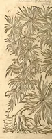 An illustration from Petri Andreae Matthioli ... Opera quae extant omnia, hoc est, Commentarii in VI. libros Pedacii Dioscoridis Anazarbei De medica materia : ... Adiectis in margine variis Graeci textus lectionibus, ex antiquissimus codicibus desumptis, qui Dioscorides depravatam lectionem restituunt / nunc à Casparo Bauhino ... Post diversarum editionum collationem infinitis locis aucti Synonymiis quoque plantarum et notis illustrate. Adjectis plantarum iconibus, supra priores editiones plus quam trecentis (quarum quamphurimae nunc primùm describuntur ad vivum delineatis. De ratione distillandi aquas ex omnibus plantis: et quomodo genuini odores in ipsis aquis conservari possint. Item, Apologia in Amatum Lusitanum, cum censura in ejusdem Enarrationes. Epistolarum medicinalium libri quinque. Dialogus de Morbo Gallico. Cum locupletissimis indicibus, tum ad rem herbarium, tum medicamentarium pertinentibus ... (1598)