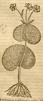 Picture 29 of 43 from Petri Andreae Matthioli ... Opera quae extant omnia, hoc est, Commentarii in VI. libros Pedacii Dioscoridis Anazarbei De medica materia : ... Adiectis in margine variis Graeci textus lectionibus, ex antiquissimus codicibus desumptis, qui Dioscorides depravatam lectionem restituunt / nunc à Casparo Bauhino ... Post diversarum editionum collationem infinitis locis aucti Synonymiis quoque plantarum et notis illustrate. Adjectis plantarum iconibus, supra priores editiones plus quam trecentis (quarum quamphurimae nunc primùm describuntur ad vivum delineatis. De ratione distillandi aquas ex omnibus plantis: et quomodo genuini odores in ipsis aquis conservari possint. Item, Apologia in Amatum Lusitanum, cum censura in ejusdem Enarrationes. Epistolarum medicinalium libri quinque. Dialogus de Morbo Gallico. Cum locupletissimis indicibus, tum ad rem herbarium, tum medicamentarium pertinentibus ... (1598), leaf 882