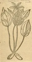 An illustration from Petri Andreae Matthioli ... Opera quae extant omnia, hoc est, Commentarii in VI. libros Pedacii Dioscoridis Anazarbei De medica materia : ... Adiectis in margine variis Graeci textus lectionibus, ex antiquissimus codicibus desumptis, qui Dioscorides depravatam lectionem restituunt / nunc à Casparo Bauhino ... Post diversarum editionum collationem infinitis locis aucti Synonymiis quoque plantarum et notis illustrate. Adjectis plantarum iconibus, supra priores editiones plus quam trecentis (quarum quamphurimae nunc primùm describuntur ad vivum delineatis. De ratione distillandi aquas ex omnibus plantis: et quomodo genuini odores in ipsis aquis conservari possint. Item, Apologia in Amatum Lusitanum, cum censura in ejusdem Enarrationes. Epistolarum medicinalium libri quinque. Dialogus de Morbo Gallico. Cum locupletissimis indicibus, tum ad rem herbarium, tum medicamentarium pertinentibus ... (1598)