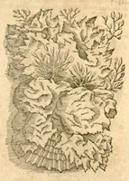 An illustration from Petri Andreae Matthioli ... Opera quae extant omnia, hoc est, Commentarii in VI. libros Pedacii Dioscoridis Anazarbei De medica materia : ... Adiectis in margine variis Graeci textus lectionibus, ex antiquissimus codicibus desumptis, qui Dioscorides depravatam lectionem restituunt / nunc à Casparo Bauhino ... Post diversarum editionum collationem infinitis locis aucti Synonymiis quoque plantarum et notis illustrate. Adjectis plantarum iconibus, supra priores editiones plus quam trecentis (quarum quamphurimae nunc primùm describuntur ad vivum delineatis. De ratione distillandi aquas ex omnibus plantis: et quomodo genuini odores in ipsis aquis conservari possint. Item, Apologia in Amatum Lusitanum, cum censura in ejusdem Enarrationes. Epistolarum medicinalium libri quinque. Dialogus de Morbo Gallico. Cum locupletissimis indicibus, tum ad rem herbarium, tum medicamentarium pertinentibus ... (1598)