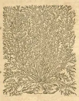 An illustration from Petri Andreae Matthioli ... Opera quae extant omnia, hoc est, Commentarii in VI. libros Pedacii Dioscoridis Anazarbei De medica materia : ... Adiectis in margine variis Graeci textus lectionibus, ex antiquissimus codicibus desumptis, qui Dioscorides depravatam lectionem restituunt / nunc à Casparo Bauhino ... Post diversarum editionum collationem infinitis locis aucti Synonymiis quoque plantarum et notis illustrate. Adjectis plantarum iconibus, supra priores editiones plus quam trecentis (quarum quamphurimae nunc primùm describuntur ad vivum delineatis. De ratione distillandi aquas ex omnibus plantis: et quomodo genuini odores in ipsis aquis conservari possint. Item, Apologia in Amatum Lusitanum, cum censura in ejusdem Enarrationes. Epistolarum medicinalium libri quinque. Dialogus de Morbo Gallico. Cum locupletissimis indicibus, tum ad rem herbarium, tum medicamentarium pertinentibus ... (1598)