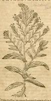 Picture 33 of 43 from Petri Andreae Matthioli ... Opera quae extant omnia, hoc est, Commentarii in VI. libros Pedacii Dioscoridis Anazarbei De medica materia : ... Adiectis in margine variis Graeci textus lectionibus, ex antiquissimus codicibus desumptis, qui Dioscorides depravatam lectionem restituunt / nunc à Casparo Bauhino ... Post diversarum editionum collationem infinitis locis aucti Synonymiis quoque plantarum et notis illustrate. Adjectis plantarum iconibus, supra priores editiones plus quam trecentis (quarum quamphurimae nunc primùm describuntur ad vivum delineatis. De ratione distillandi aquas ex omnibus plantis: et quomodo genuini odores in ipsis aquis conservari possint. Item, Apologia in Amatum Lusitanum, cum censura in ejusdem Enarrationes. Epistolarum medicinalium libri quinque. Dialogus de Morbo Gallico. Cum locupletissimis indicibus, tum ad rem herbarium, tum medicamentarium pertinentibus ... (1598), leaf 931