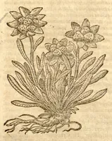 An illustration from Petri Andreae Matthioli ... Opera quae extant omnia, hoc est, Commentarii in VI. libros Pedacii Dioscoridis Anazarbei De medica materia : ... Adiectis in margine variis Graeci textus lectionibus, ex antiquissimus codicibus desumptis, qui Dioscorides depravatam lectionem restituunt / nunc à Casparo Bauhino ... Post diversarum editionum collationem infinitis locis aucti Synonymiis quoque plantarum et notis illustrate. Adjectis plantarum iconibus, supra priores editiones plus quam trecentis (quarum quamphurimae nunc primùm describuntur ad vivum delineatis. De ratione distillandi aquas ex omnibus plantis: et quomodo genuini odores in ipsis aquis conservari possint. Item, Apologia in Amatum Lusitanum, cum censura in ejusdem Enarrationes. Epistolarum medicinalium libri quinque. Dialogus de Morbo Gallico. Cum locupletissimis indicibus, tum ad rem herbarium, tum medicamentarium pertinentibus ... (1598)